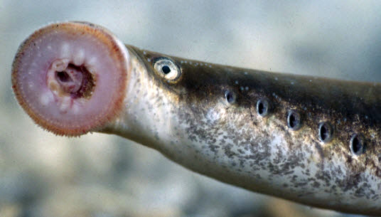 Lampetra fluviatilis_FOTOBOCA.jpg